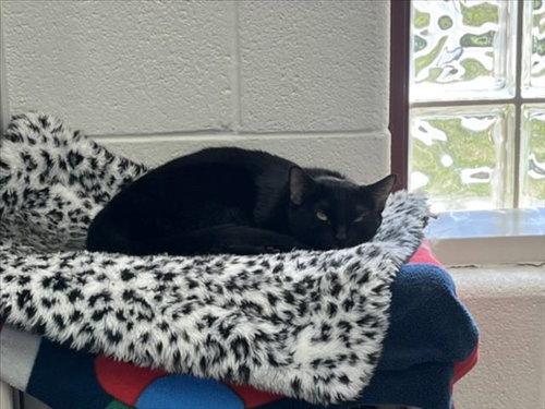 *CLARABELL, an adoptable Domestic Short Hair in Derwood, MD