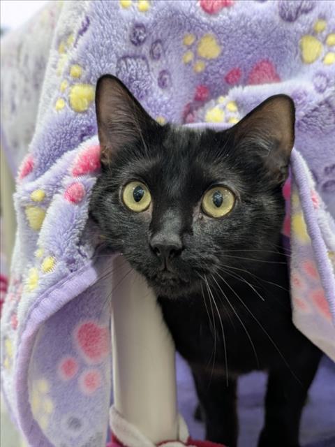 *CLARABELL, Adult Domestic Short Hair (short coat), cat for adoption in Annapolis, Maryland