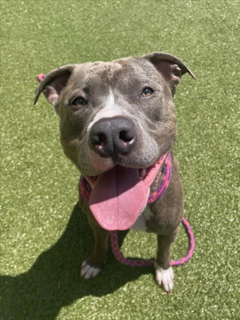 SEABISCUIT, an adoptable American Staffordshire Terrier in Derwood, MD