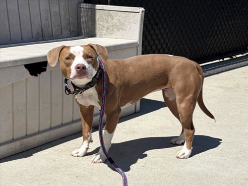 BRECCIA, an adoptable American Pit Bull Terrier in Derwood, MD