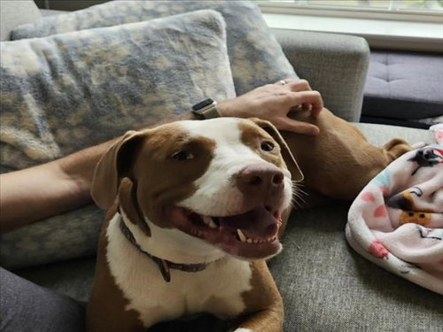 BRECCIA, an adoptable American Pit Bull Terrier in Derwood, MD