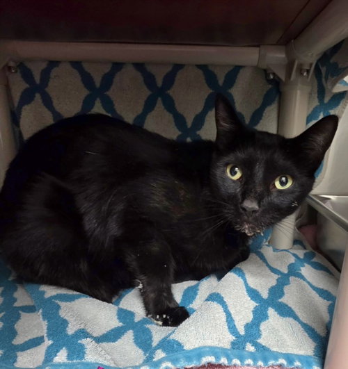 *CATASTROPHE, Adult Domestic Short Hair (medium coat), cat for adoption in Bowie, Maryland