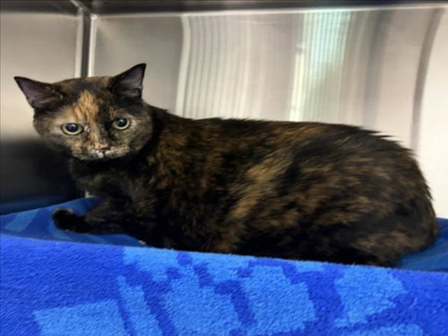 DUSTI, Adult Domestic Medium Hair (medium coat), cat for adoption in Bowie, Maryland
