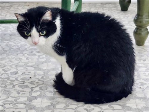 HUXLEY, Senior Domestic Short Hair (medium coat), cat for adoption in Bowie, Maryland
