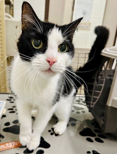 HOOKER, an adoptable Domestic Short Hair in Derwood, MD