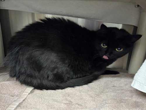 CHARLIE, an adoptable Domestic Short Hair in Derwood, MD