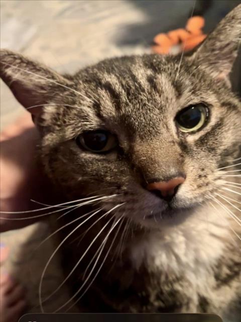 WISHY, Senior Domestic Short Hair (medium coat), cat for adoption in Bowie, Maryland