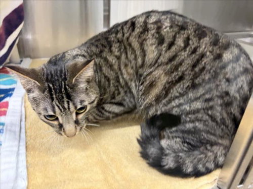 MITTENS, an adoptable Domestic Short Hair in Derwood, MD