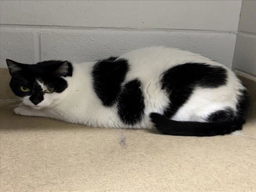 LOLA, an adoptable Domestic Short Hair in Derwood, MD