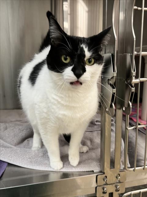 *PERSEPHONE, Senior Domestic Short Hair (medium coat), cat for adoption in Bowie, Maryland