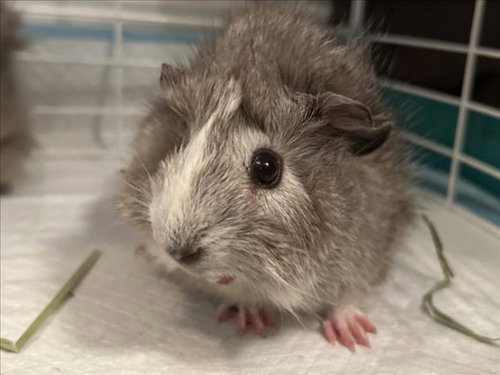 *PANTENE - Guinea Pig available for adoption