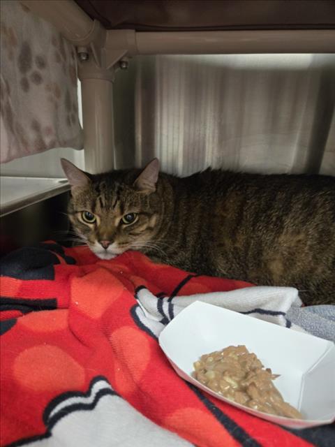 KLAUS, an adoptable Domestic Short Hair in Derwood, MD