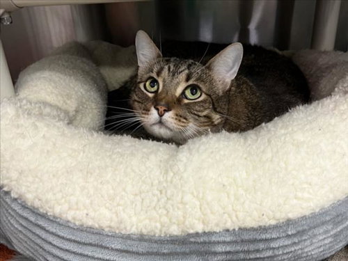 KLAUS, Adult Domestic Short Hair (medium coat), cat for adoption in Bowie, Maryland