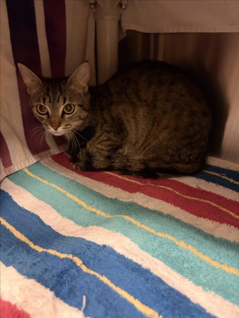 NOVA, an adoptable Domestic Short Hair in Derwood, MD