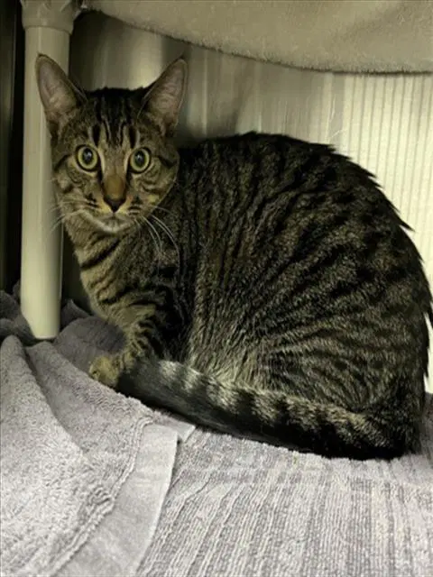 Nyla - Domestic Short Hair