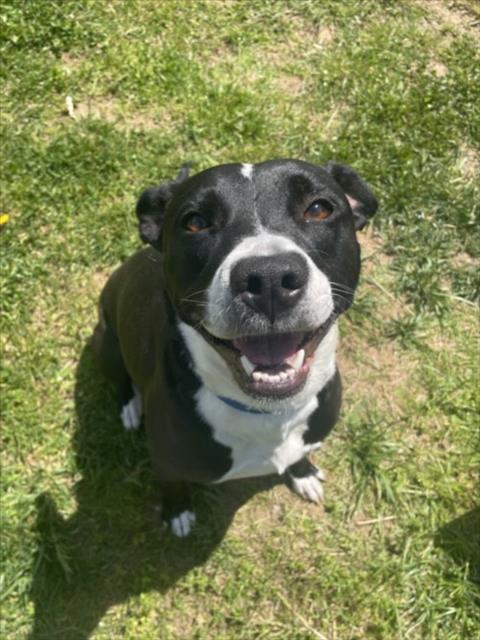*PERDITA, an adoptable American Pit Bull Terrier in Derwood, MD