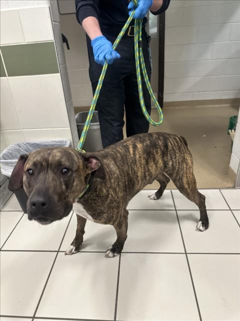 JUPITER, an adoptable American Pit Bull Terrier in Derwood, MD