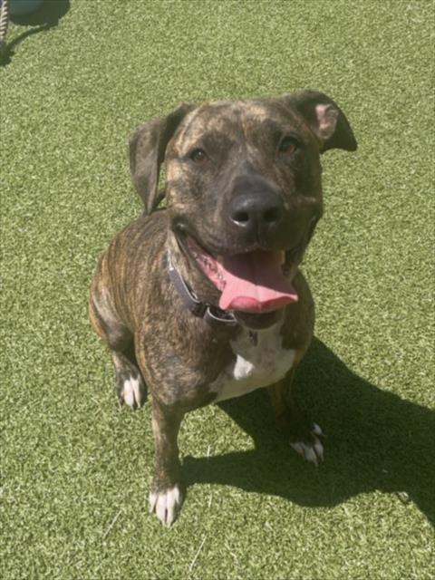 JUPITER, an adoptable American Pit Bull Terrier in Derwood, MD