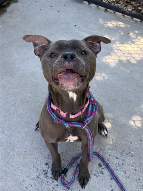 RYDER, an adoptable Boxer in Derwood, MD