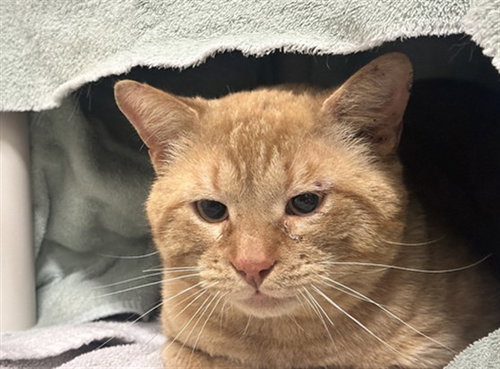 *SUNBURST, an adoptable Domestic Short Hair in Derwood, MD