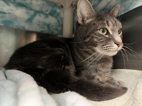 RANJO, an adoptable Domestic Short Hair in Derwood, MD