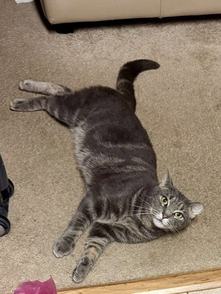 RANJO, an adoptable Domestic Short Hair in Derwood, MD