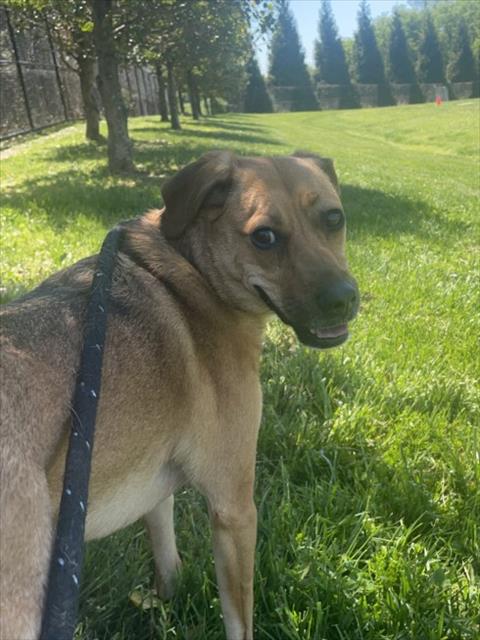 JAKE, an adoptable Australian Terrier in Derwood, MD