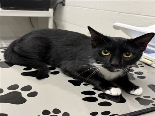 *LICORICE, an adoptable Domestic Short Hair in Derwood, MD