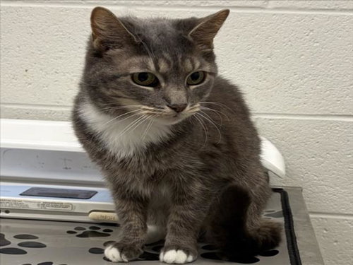 *FIREFLY, an adoptable Domestic Short Hair in Derwood, MD