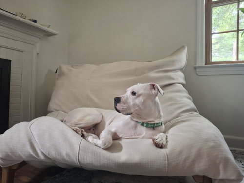 *BRYCE, an adoptable American Pit Bull Terrier in Derwood, MD