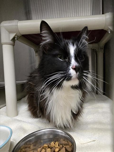 *GRAVEL, an adoptable Domestic Medium Hair in Derwood, MD