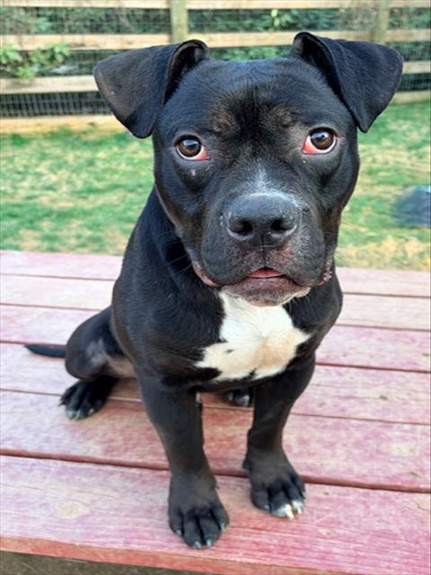 *PURDY, an adoptable Boxer in Derwood, MD