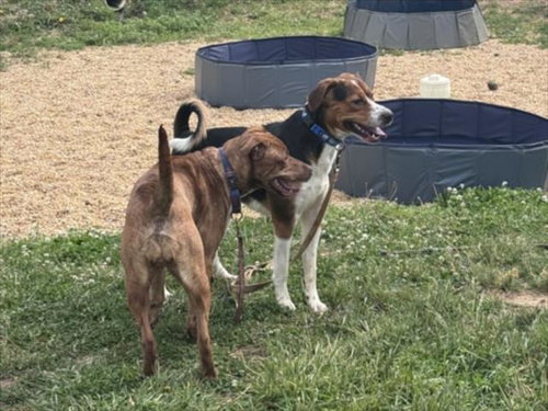 TRUENO, an adoptable American Foxhound in Derwood, MD