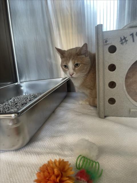 *AW HECK, Adult Domestic Short Hair (medium coat), cat for adoption in Bowie, Maryland