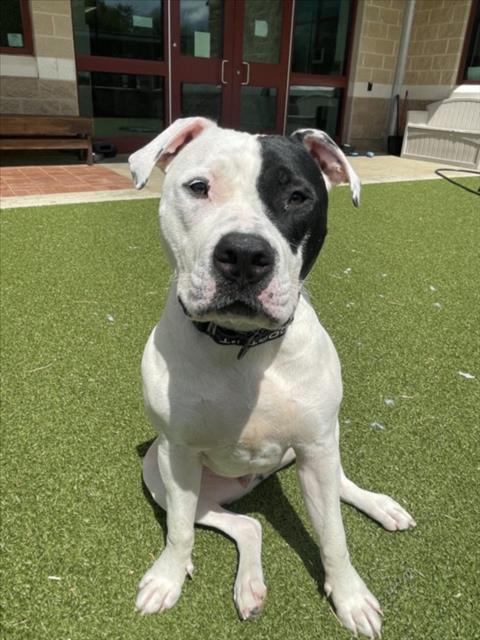 *FARLEY, an adoptable American Bulldog in Derwood, MD