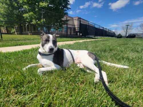 *KOBE BAP, an adoptable Bull Terrier in Derwood, MD