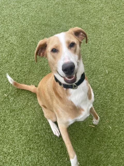 LOLA, an adoptable Labrador Retriever in Derwood, MD