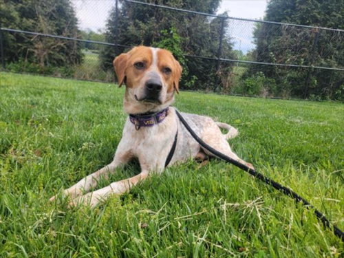 *BART, an adoptable Bluetick Coonhound in Derwood, MD