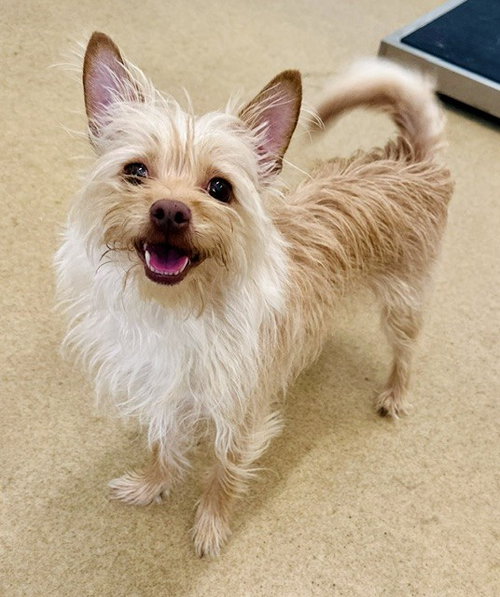 *BLONDIE - Cairn Terrier available for adoption