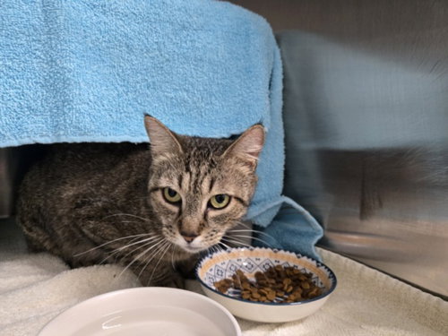 *NELLY - Domestic Short Hair available for adoption