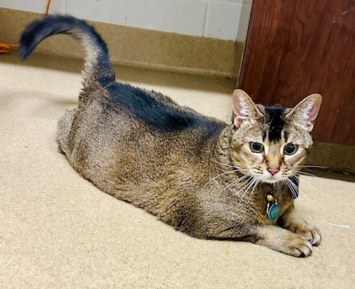 BLUEBERRY, Senior Abyssinian / Mixed (medium coat), cat for adoption in Bowie, Maryland