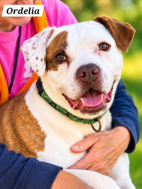 *ORDELIA, a dog for adoption from Montgomery County Animal Services and Adoption Center