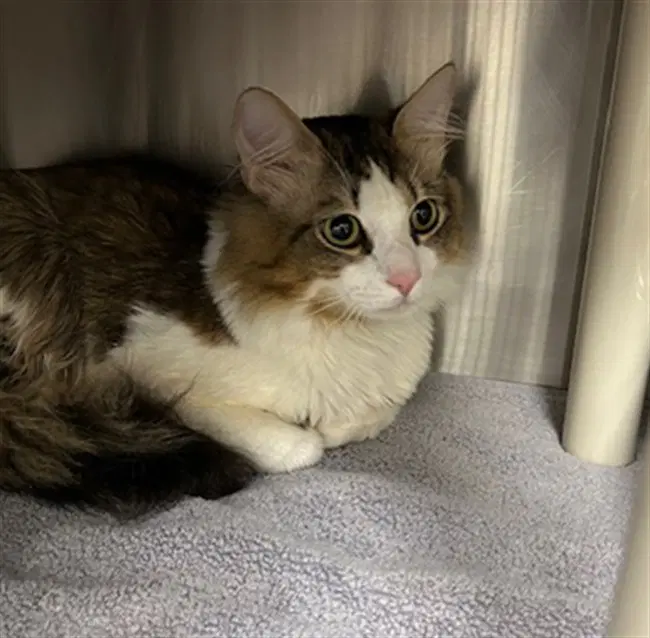 Prince - Domestic Medium Hair