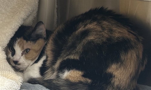 *GOCHUJANG, an adoptable Domestic Short Hair in Derwood, MD