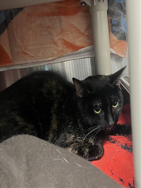 *BISCUIT, an adoptable Domestic Short Hair in Derwood, MD