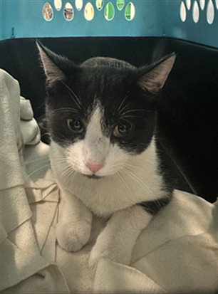 *AGENT PHILLIPE, Adult Domestic Short Hair (medium coat), cat for adoption in Bowie, Maryland