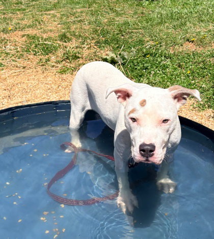 *WHITNEY, an adoptable American Pit Bull Terrier in Derwood, MD