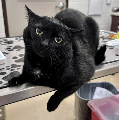 MICHI, an adoptable Domestic Short Hair in Derwood, MD