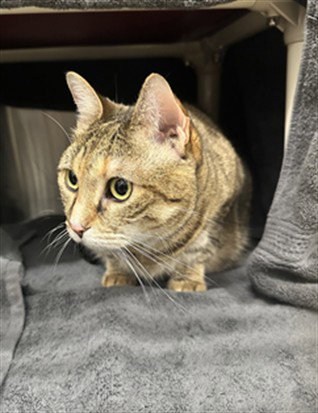 COCO, an adoptable Domestic Short Hair in Derwood, MD