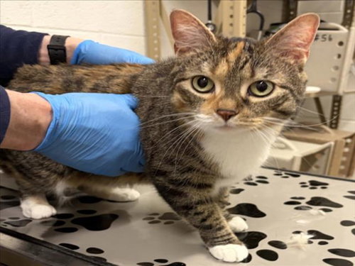 NALA, an adoptable Domestic Short Hair in Derwood, MD